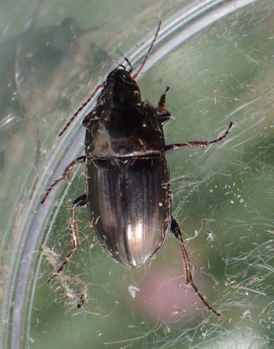 Amara aenea